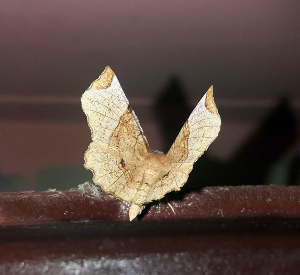 Geometridae: Cepphis advenaria da confermare. No, Selenia lunularia